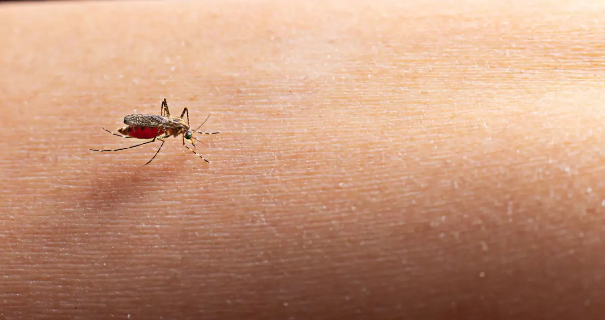 Signs Of Mosquito Infestation - Ensure
