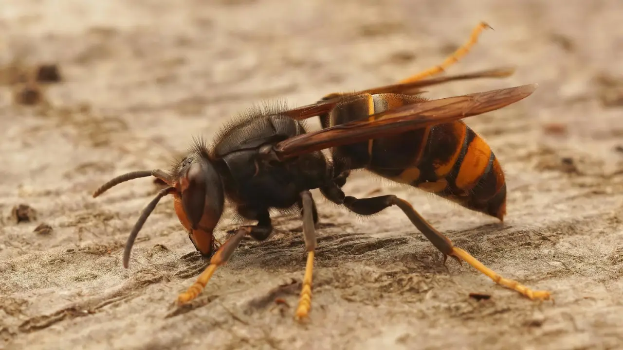 Tips To Control Wasps - Ensure