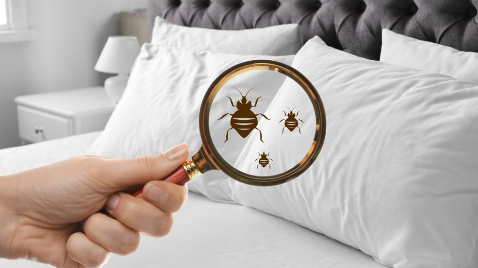 How to Manage Bed Bug Infestations: Hire Professionals or Do It Yourself