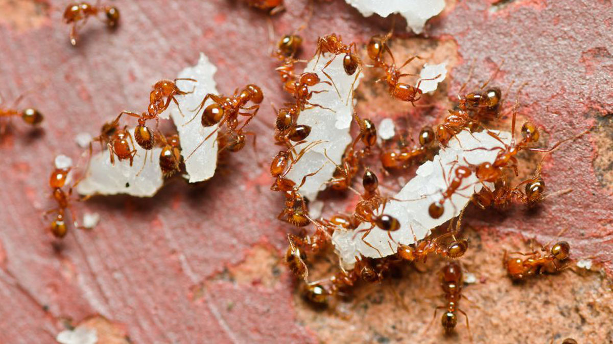 Are Ants Taking Over Your Home? Here’s How to Stop Them in Their Tracks