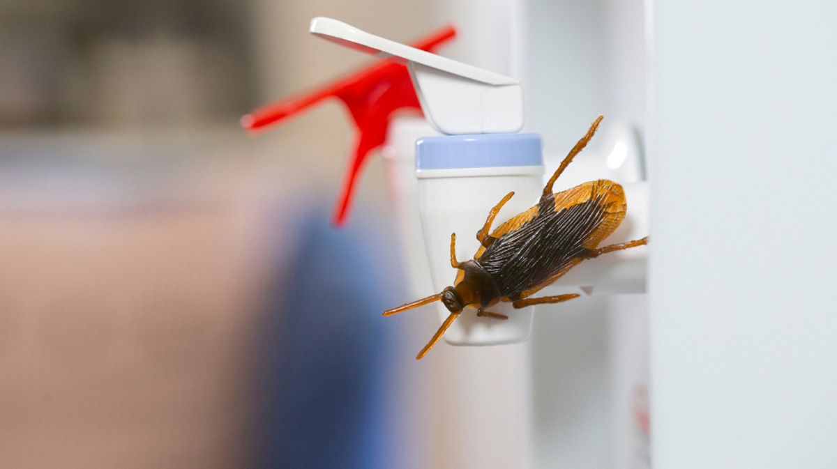 Cockroach Pest Control Techniques