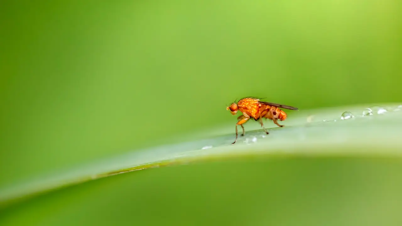 Tips To Keep Fruit Flies Away - Ensure