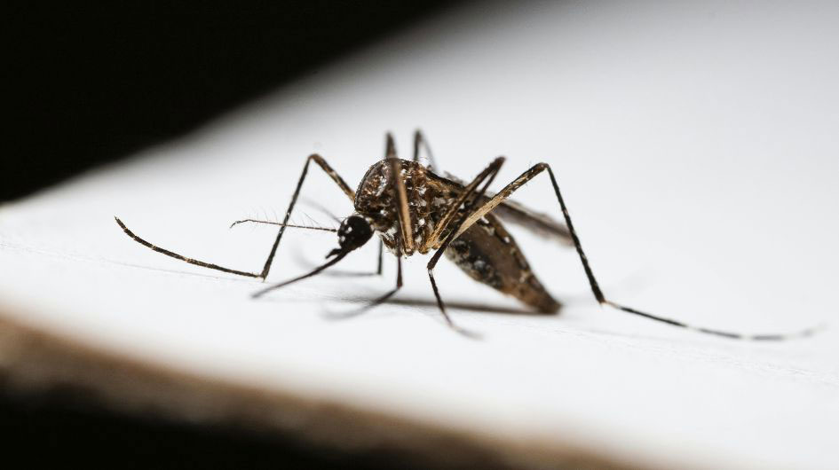 gnats taking over your home? here’s how to get rid of them