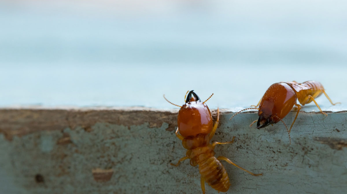 Guide to controlling termites to protect your home