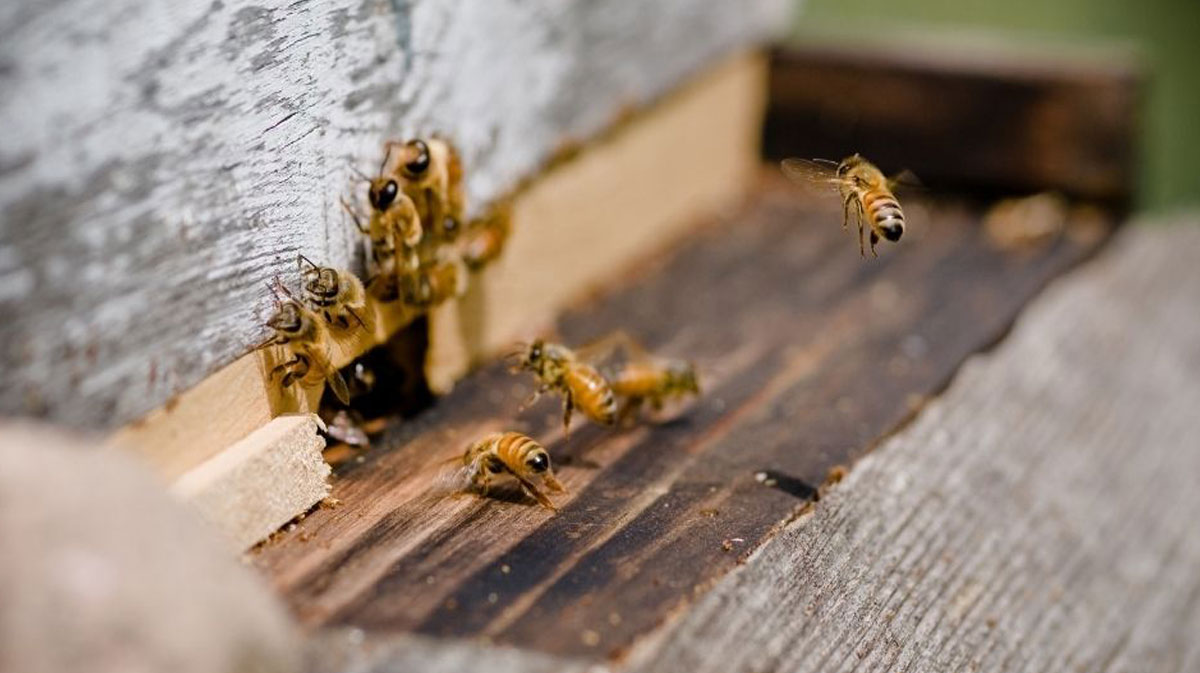 How can get rid of bees or bee hive from home.