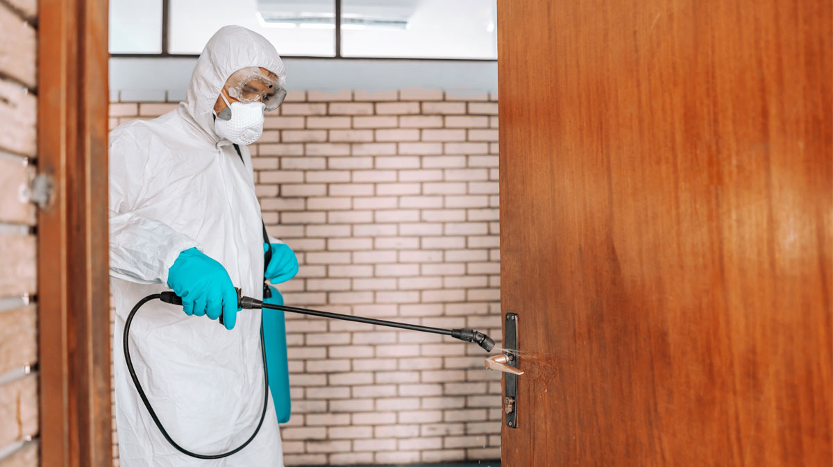 Professional pest control service in Dubai