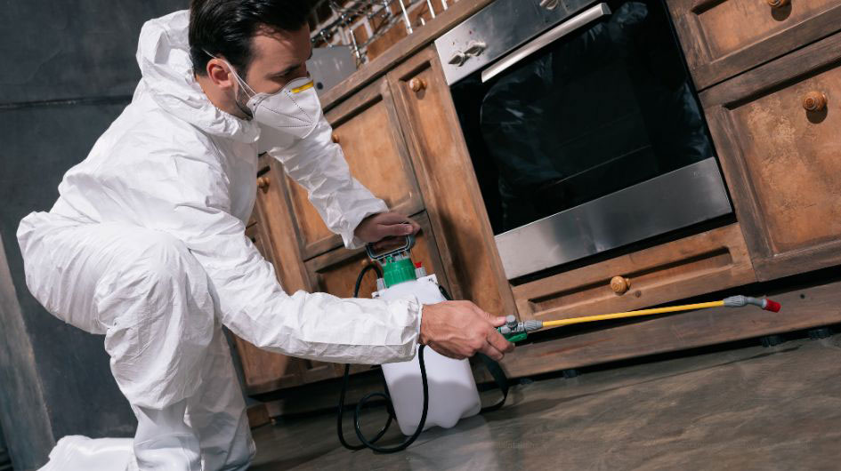Maintaining Food Safety in Restaurants: The Importance of Effective Pest Control