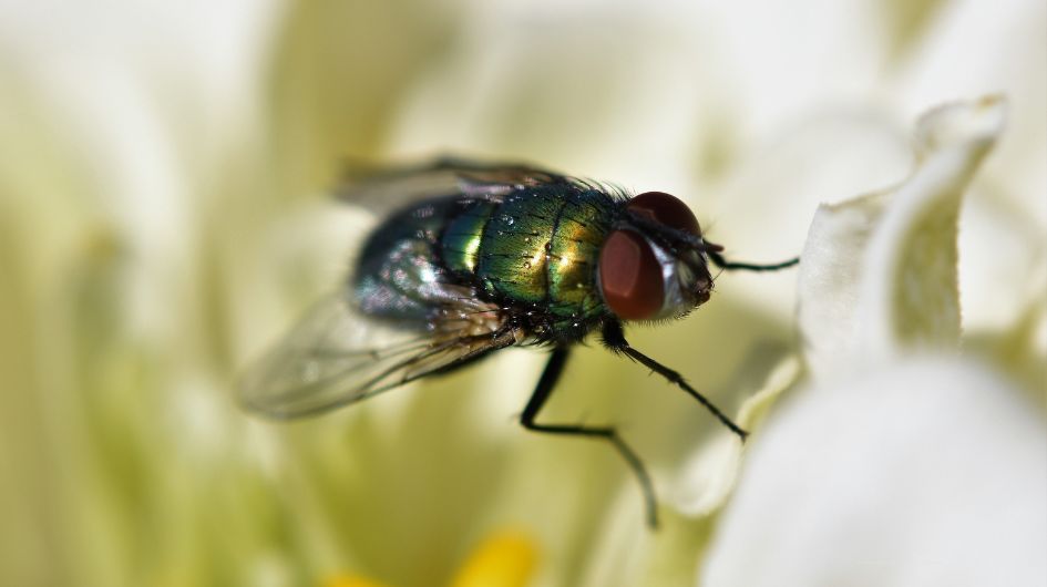 Tick-Free Lawns:  Understanding the Fly Life Cycle and Its Role in Disease Spread