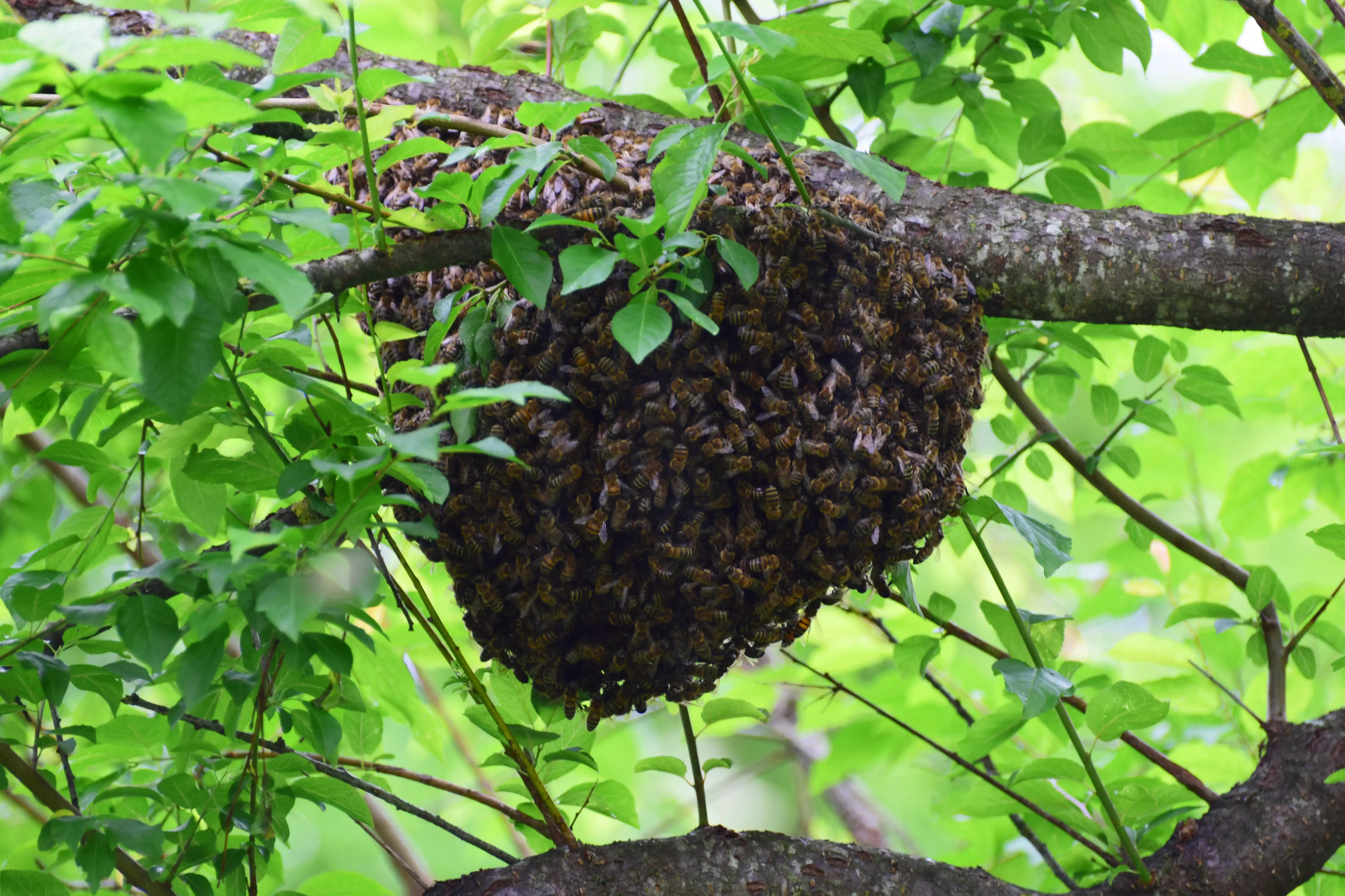 Beehive Removal Dubai - Ensure