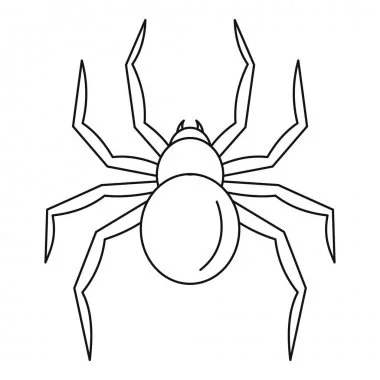 Spider Pest Control - Ensure