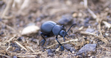 beetles-1 beetles-1