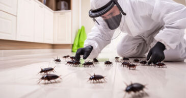 cockroach-5 cockroach-5