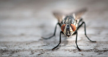 flies-4 flies-4