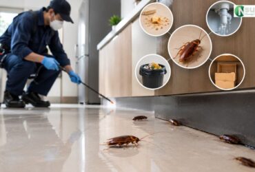 cockroach pest control Dubai